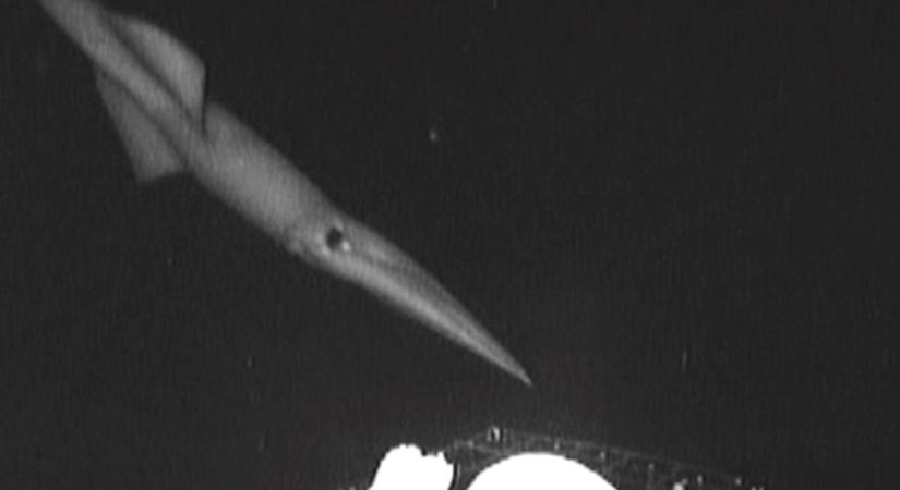 Így néz ki a 400 méteres mélységben élő, 13 méteres gigantikus kalmárt