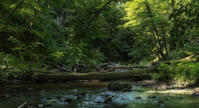 8 csodálatos, érintetlen erdő Magyarországon: álomszép vidékeken vezet az út