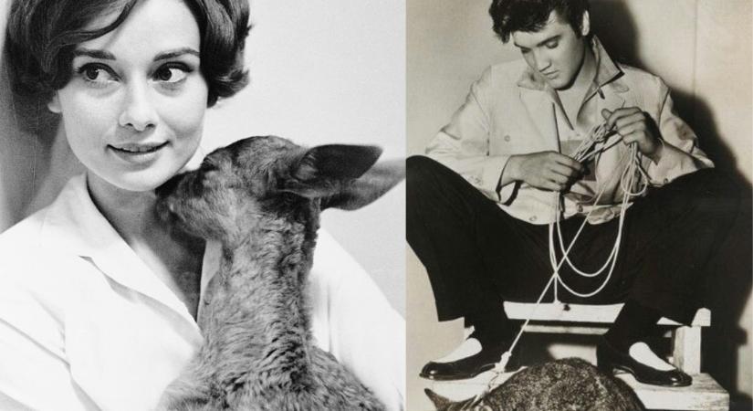 10 régi fotó hírességekről és különös állataikról