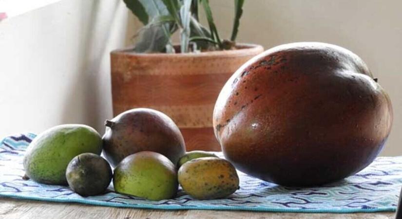 Szerény és szorgalmas kolumbiai emberek termesztették a világ legnagyobb mangóját