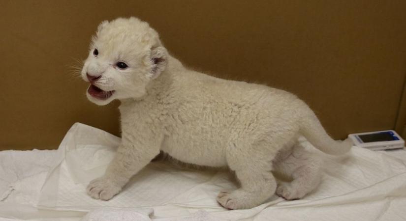 Fehér oroszlánkölykök születtek a Nyíregyházi Állatparkban, lehet szavazni a nevükre