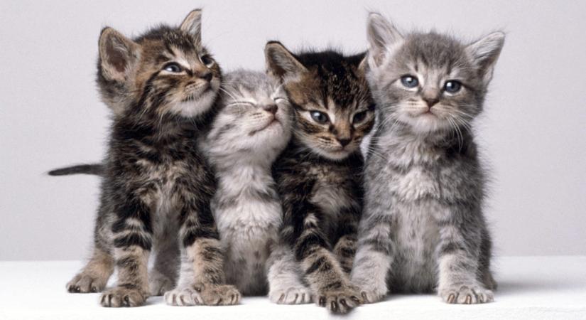 Ezek a macskák nem léteznek: valósághű cicákat hoz létre a mesterséges intelligencia