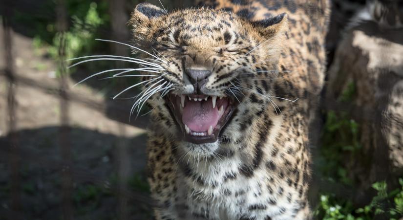 Fél év után megtelt élettel a gyöngyösi állatkert – fotókon és videókon a nyitás első napja