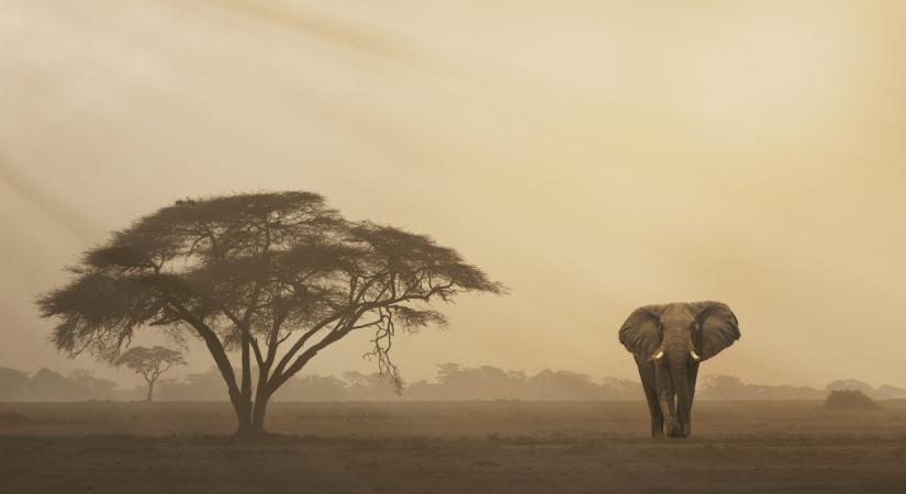 Kihalhatnak az elefántok Elefántcsontparton
