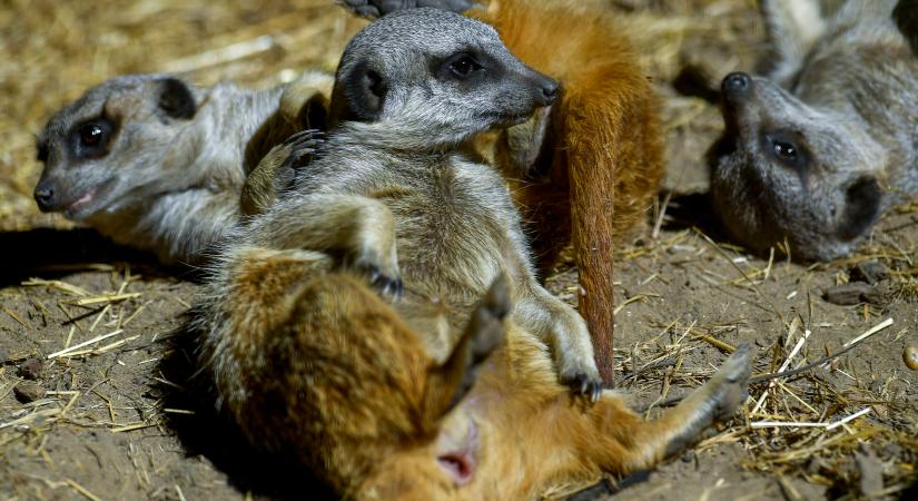 Szurikátaikrekkel gazdagodott a debreceni állatkert
