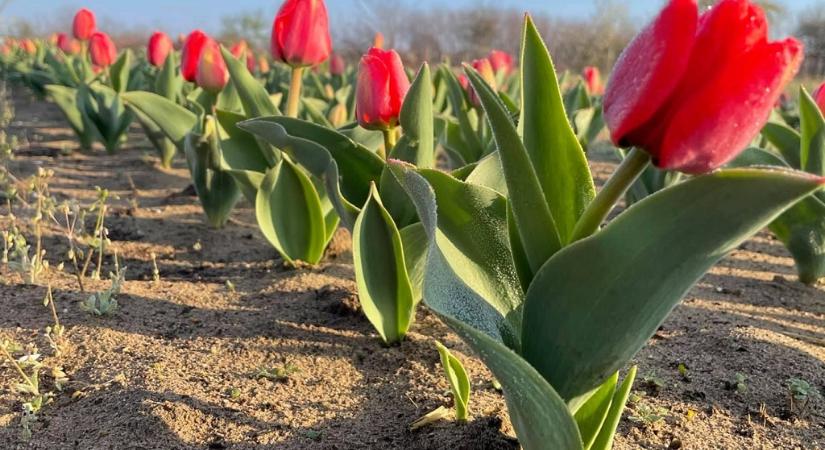 Virágba borultak és meseszépek a hazai tulipánmezők