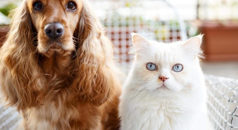Ezért fontos a féregtelenítés – így óvhatod meg a cicádat, kutyádat