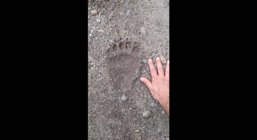 Itt a bizonyíték: valóban medve járt Diósjenő környékén