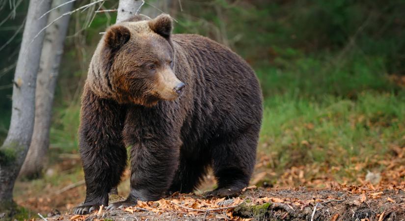 VIDEÓN A BIZONYÍTÉK! Medve jár-kel Magyarországon