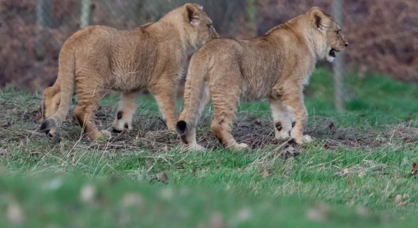 Betiltják a vadászati célú oroszlántenyésztést Dél-Afrikában
