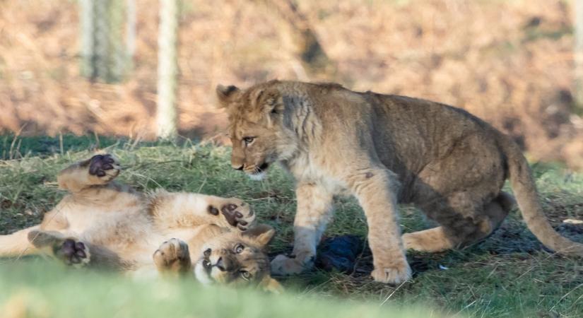 Megtiltanák az oroszlánok tenyésztését vadászat és kölyöksimogatás céljára