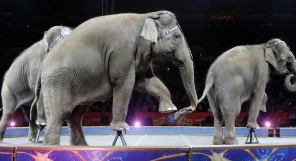Szele Tamás: Elefánt a cirkuszban
