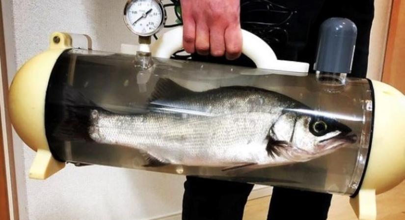 Japán találmány: hamarosan ilyen táskában lehet magunkkal vinni az élő halat