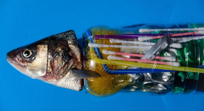 Már hetven éve nyelik a halak a mikroműanyagot