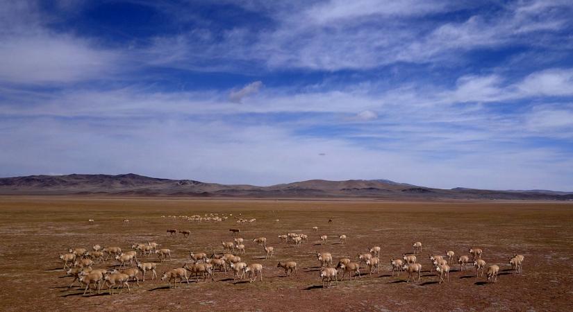 Tilos a dudálás, amíg ellési helyükre vándorolnak a tibeti antilopok