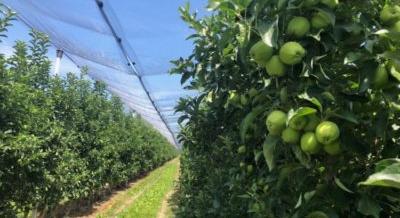 Megéri szuperintenzív almaültetvényt létesíteni?