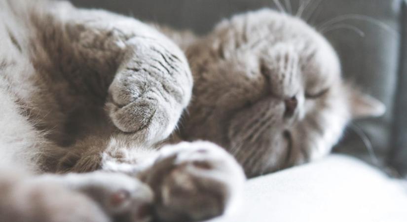 Imádja gulyáslevest Milcsi, a legöregebb magyar macska
