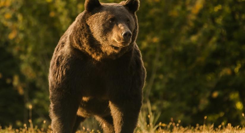 Az EU legnagyobb barnamedvéjét lőhették ki egy székelyföldi illegális trófeavadászaton