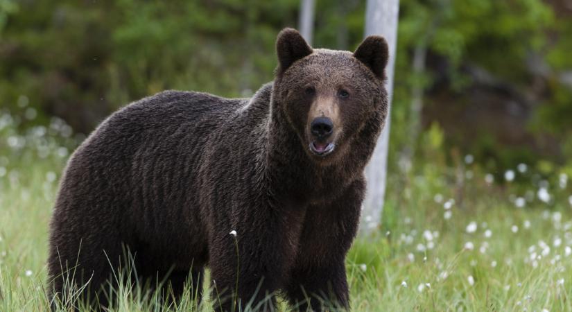 Törvénytelenül lelőtte Európa legnagyobb barnamedvéjét a liechtensteini herceg