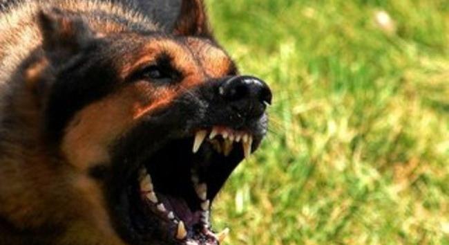 Jogosan lőtte agyon a rendőr a játszótéren gyerekre támadó kutyát? – felkavaró videó