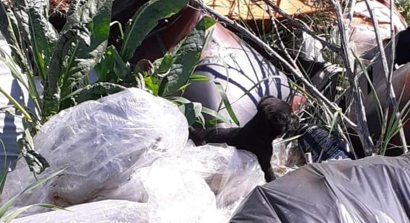 Zsákban kidobott kiskutyákat mentettek a gyöngyösi városrendészek
