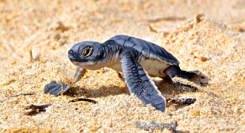 Megtalálták a fiatal közönséges levesteknősök rejtekhelyét