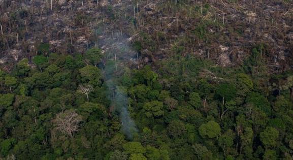 Az erdők minőségének romlása károsabb, mint az erdőirtások