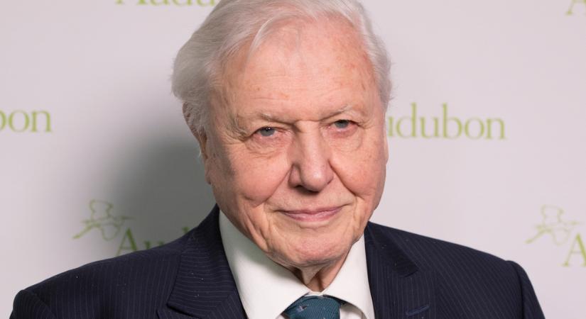 Sir David Attenborough, a brit televíziózás doyenje 95 éves