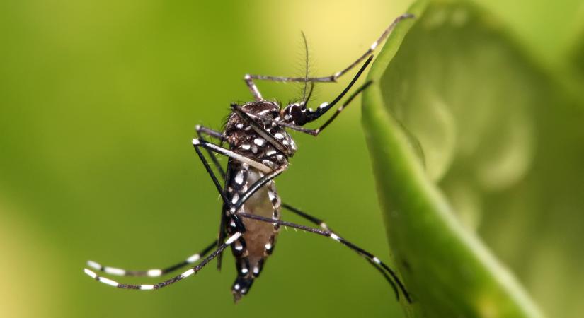 Géntechnológiával módosított szúnyogokat engedtek szabadon
