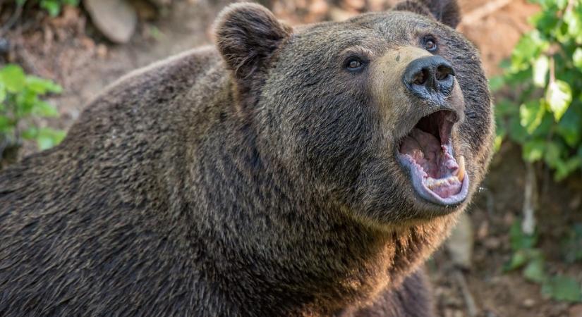 Valószínűleg az Európai Unió legnagyobb barnamedvéjét lőtték le Erdélyben