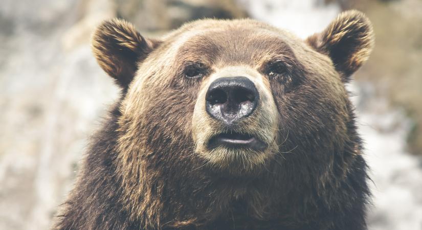 Világbotrány: a liechtensteini herceg agyonlőtte Európa legnagyobb medvéjét