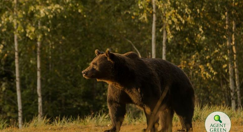 Óriási vihart kavart az erdélyi medve kilövése