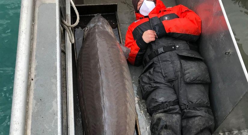 Több mint 100 éves, csaknem kétméteres tokhalat fogtak ki a Detroit folyóból