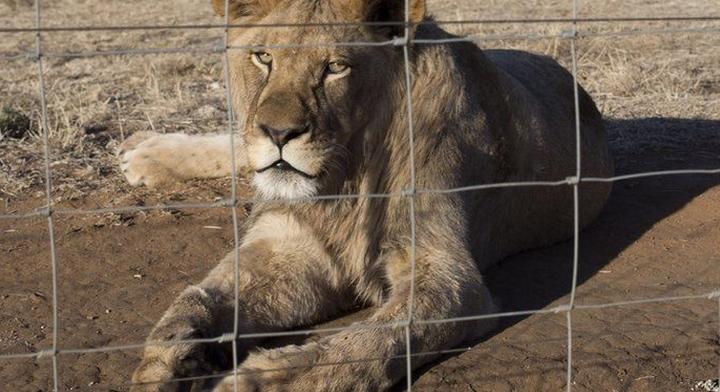 Megtiltanák az oroszlánok tenyésztését vadászat és kölyöksimogatás céljára