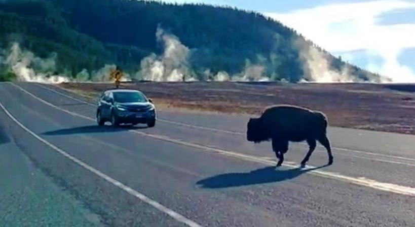 Megzavarta a bölények vonulását egy türelmetlen sofőr a Yellowstone Nemzeti Parkban – videó