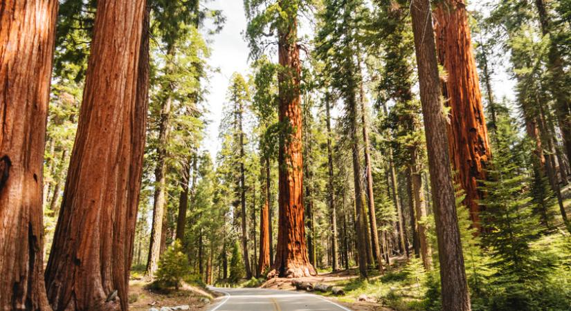 Furcsa jelenségre bukkantak a nemzeti parkban: hónapokkal az erdőtűz után is füstölög egy fa