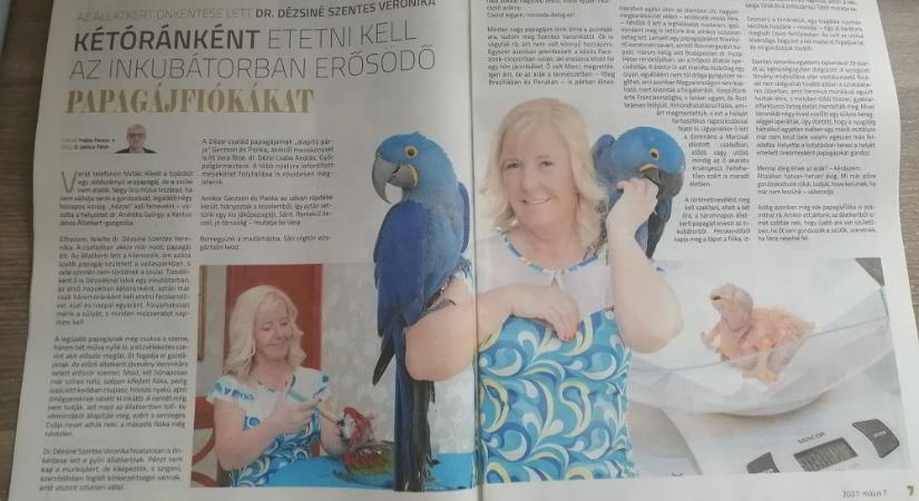 Valódi újságcikkek helyett ezen a héten a polgármester papagájairól közölt riportot a GyőrPlusz