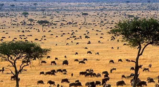 Országos vadállatszámlálás kezdődött Kenyában