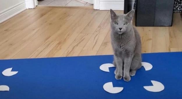 A macskák akkor is ráülnek a négyszögletű tárgyakra, ha a négyszögletű tárgy csak egy optikai illúzió