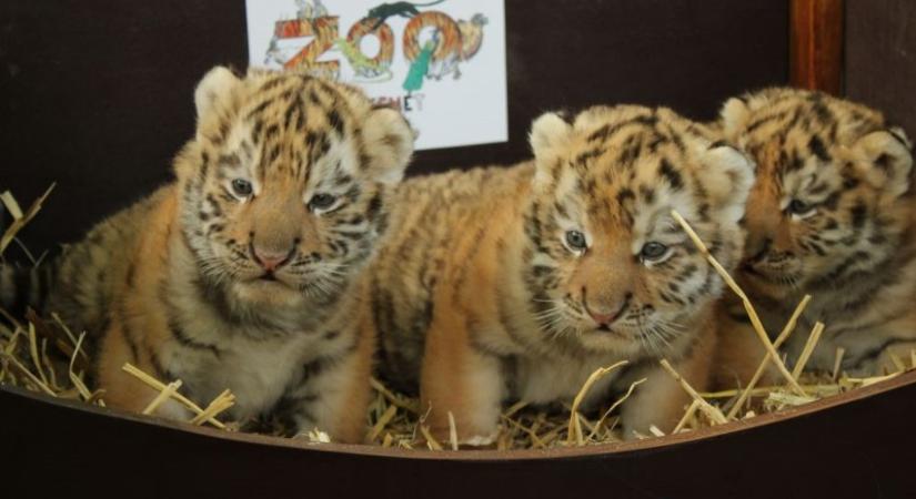 Hármas iker tigriskölykök születtek Kecskeméten
