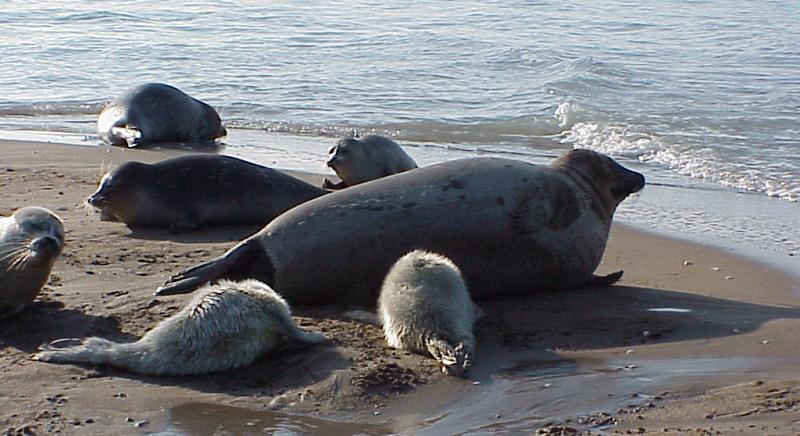 Legalább 170 elpusztult fiatal fóka vetődött a Kaszpi-tenger partjára