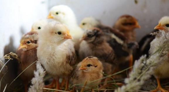 Már Erdélyben jár a madárinfluenza: 180 ezer állatot kell leölni