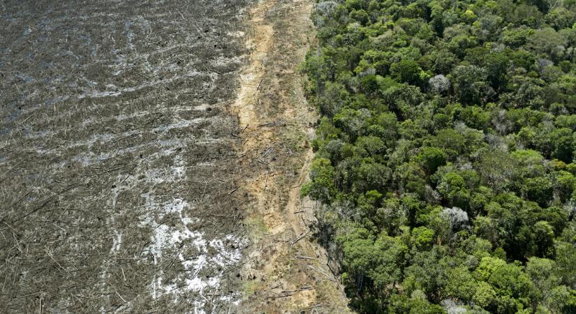 Megállíthatatlannak tűnik az erdőirtás az Amazonas-medencében