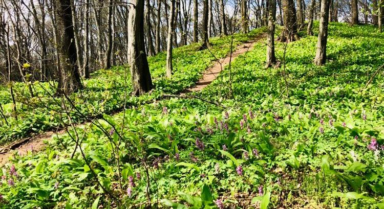 A tavaszi erdő gasztrobotanikus szemmel – Interjú dr. Hahn Istvánnal