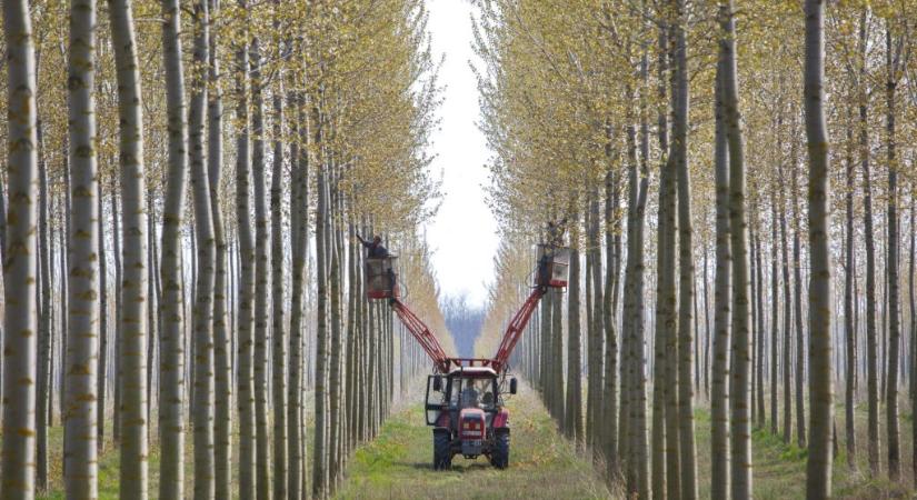 570 milliót nyert erdősítésre egy vásárhelyi szövetkezet