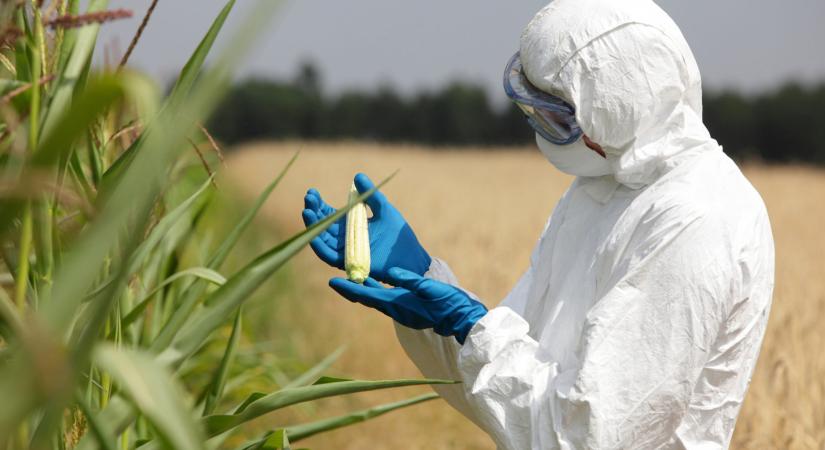 Szabad utat nyitna a GMO-k előtt a DK és a Momentum