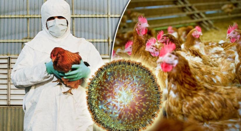 Megjelent a madárinfluenza Erdélyben – 180 ezer szárnyast ölnek le