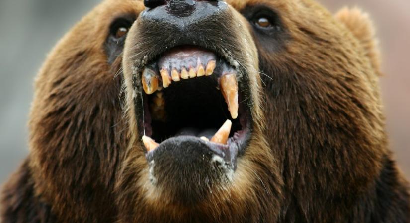 Horror az erdőben: vérszomjas medvék tépték szét a fiatal nőt túrázás közben