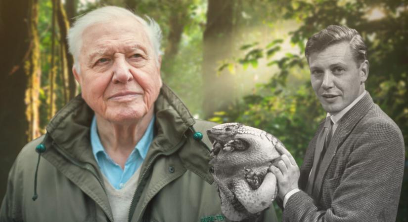 95 éves lett Sir David Attenborough