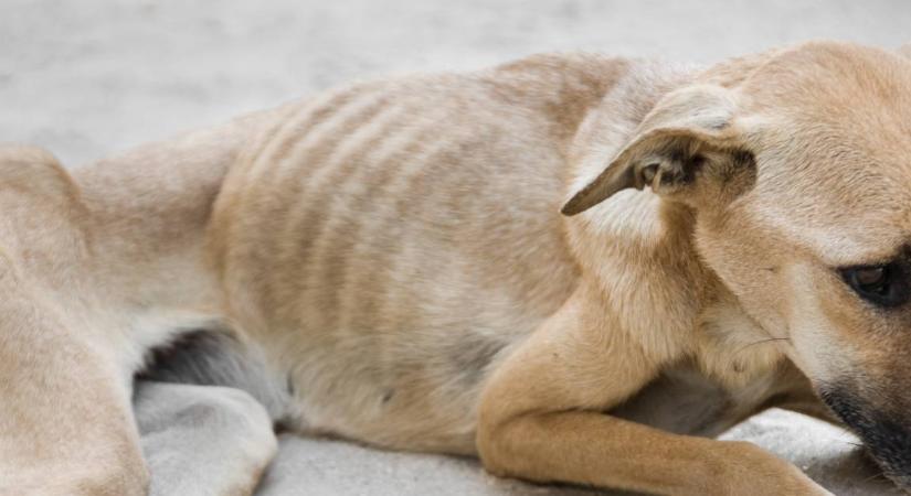 Állatkínzás: vegán étrenden tartották, majdnem megölték a kutyáikat - eltiltották a párt az állattartástól